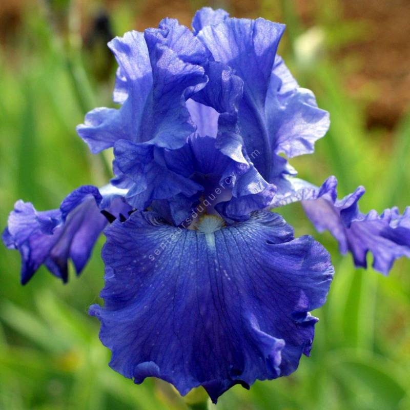 Iris 'Memphis Blues'