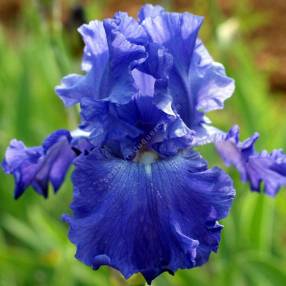 Iris 'Memphis Blues'