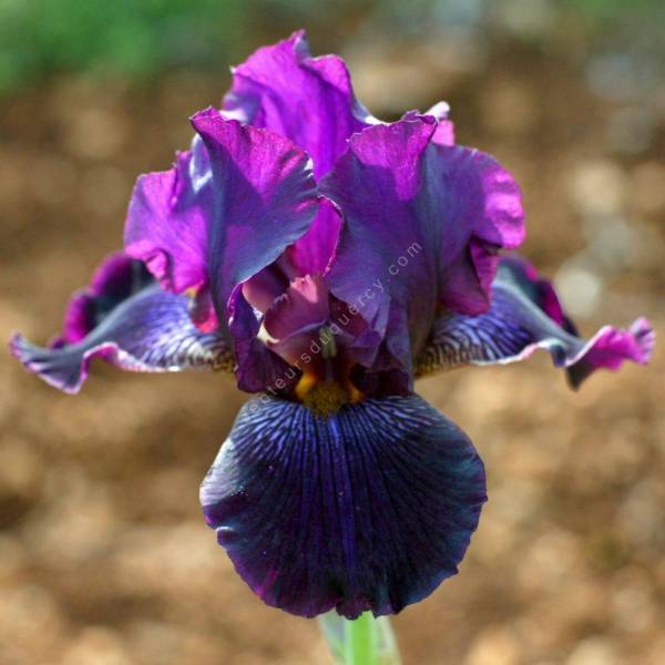 Iris 'Monsieur'