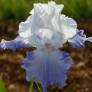 Iris 'Northwest Pride'