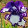 Iris 'Going My Way'