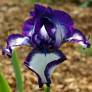 Iris 'Going My Way'