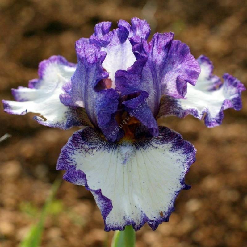 Iris 'Momentous Occasion'