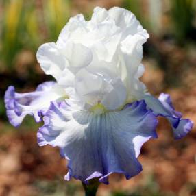 Iris plein de fraîcheur: 'Azure Icicle'