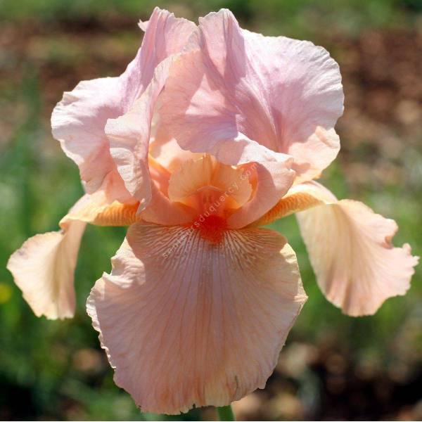 Iris 'Laurel Park'