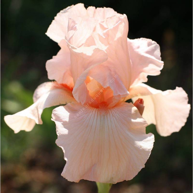 Iris 'Perle Rose'