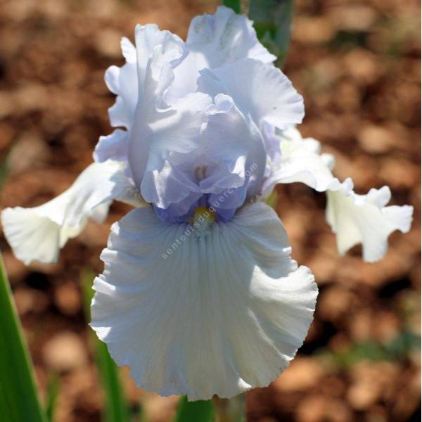 Iris 'Time And Again'