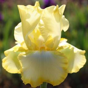 Iris 'Eastertime'