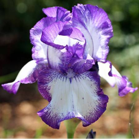 Iris 'Odyssey'