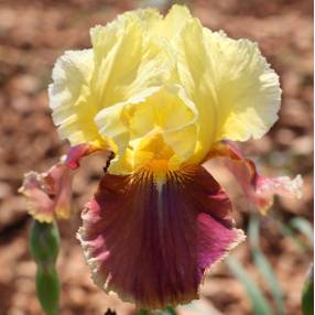 Iris 'Tracy Tyrene'