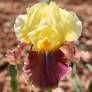 Iris 'Tracy Tyrene'