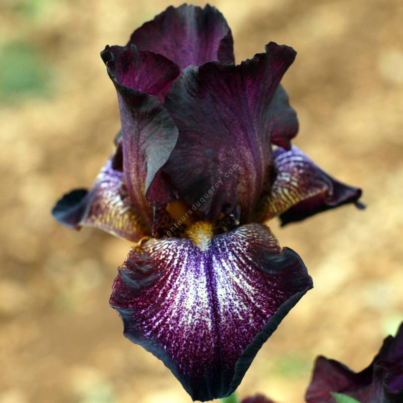 Iris 'Trencavel'