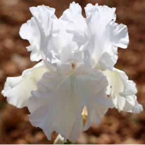 Iris Blancs produits en France - Iris de la Garenne