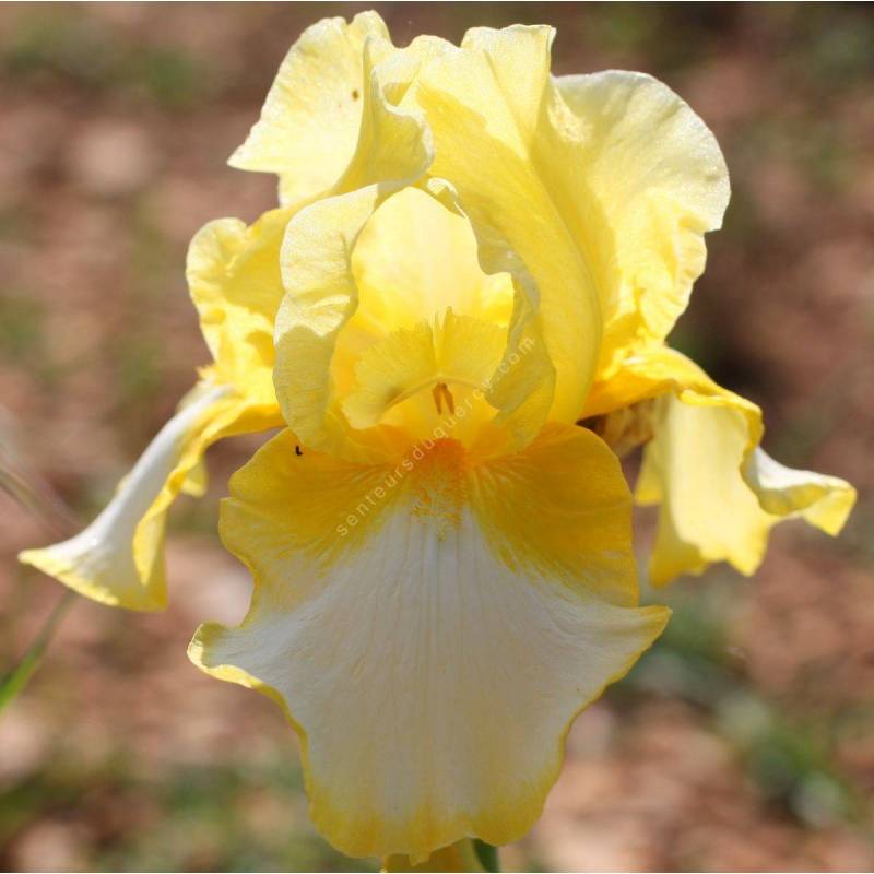 Iris 'Fringe Of Gold'