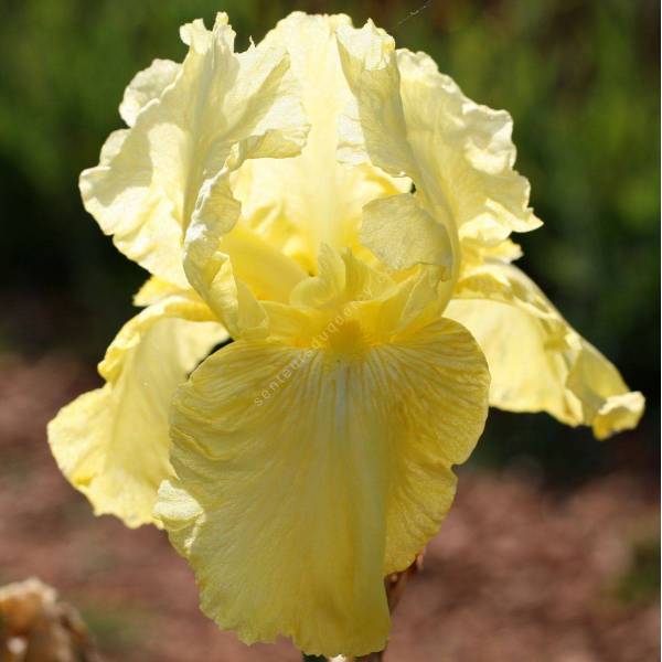 Iris 'Sunny Disposition'