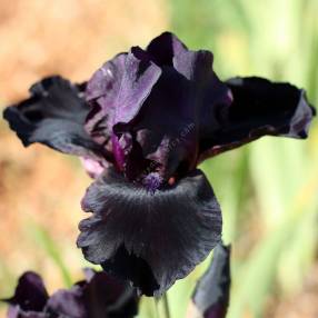 Iris 'Before the Storm'