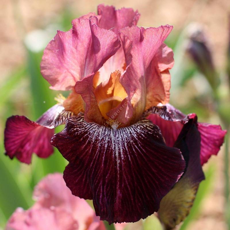 Iris 'Vibrations'