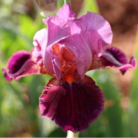 Iris 'Vin Nouveau'