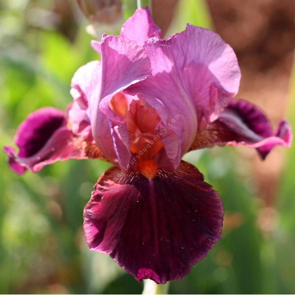 Iris 'Vin Nouveau'