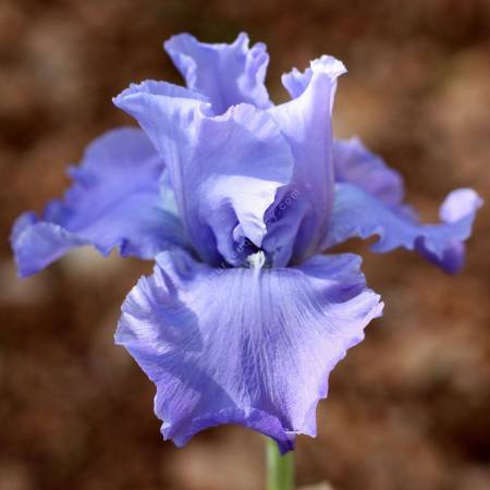 Iris 'Peaceful Waters'