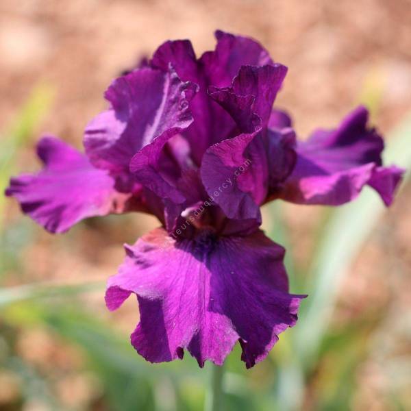 Iris 'Thriller'