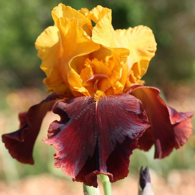 Iris 'Supreme Sultan'