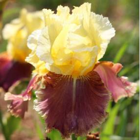 Iris 'Tracy Tyrene'