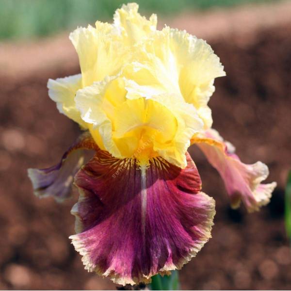 Iris 'Tracy Tyrene'