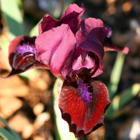 Iris 'Lollipop'