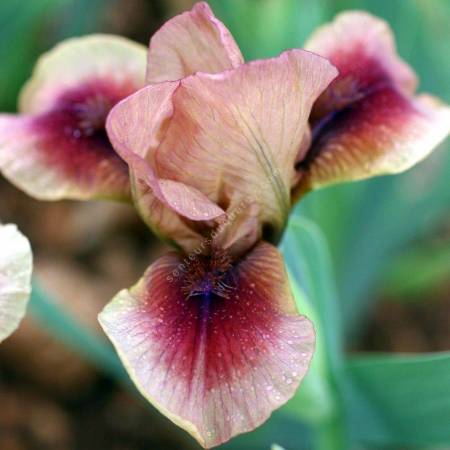 Iris 'Cimarron Rose'