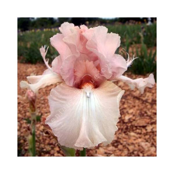 Iris 'Flûte Enchantée'