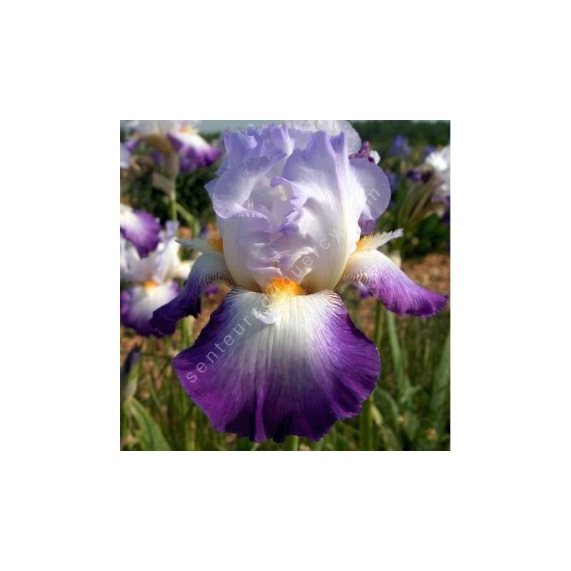 Iris 'Conjuration'