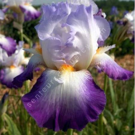 Iris 'Conjuration'