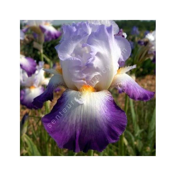 Iris 'Conjuration'