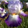 Iris 'Conjuration'