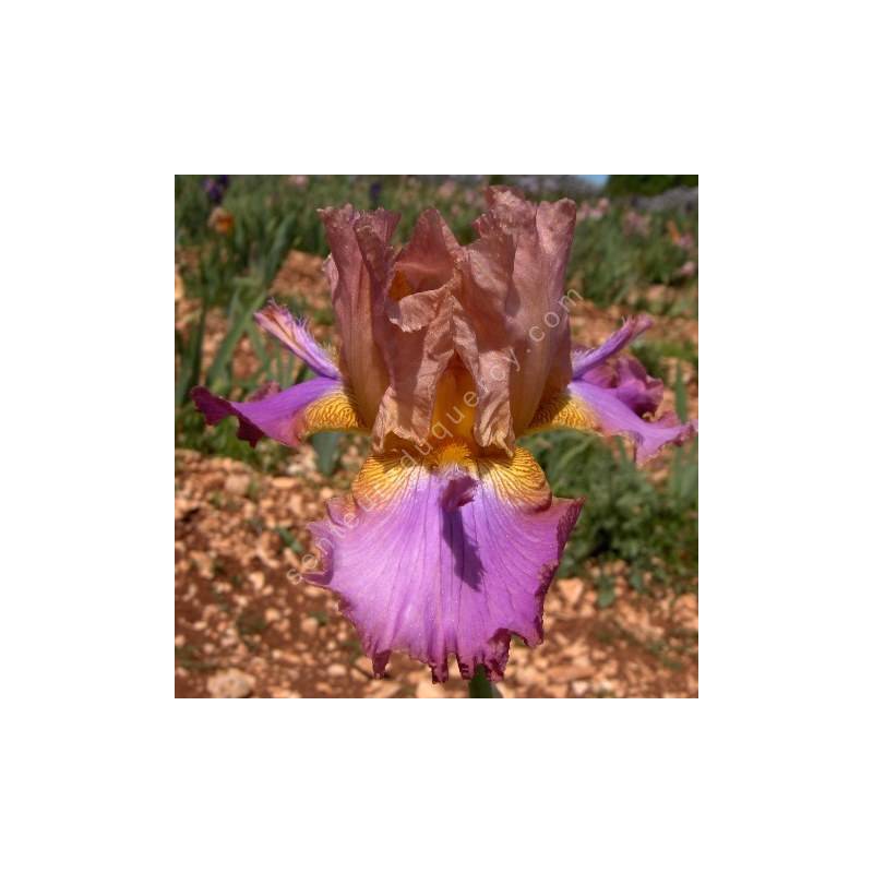 Iris 'Battle Star'