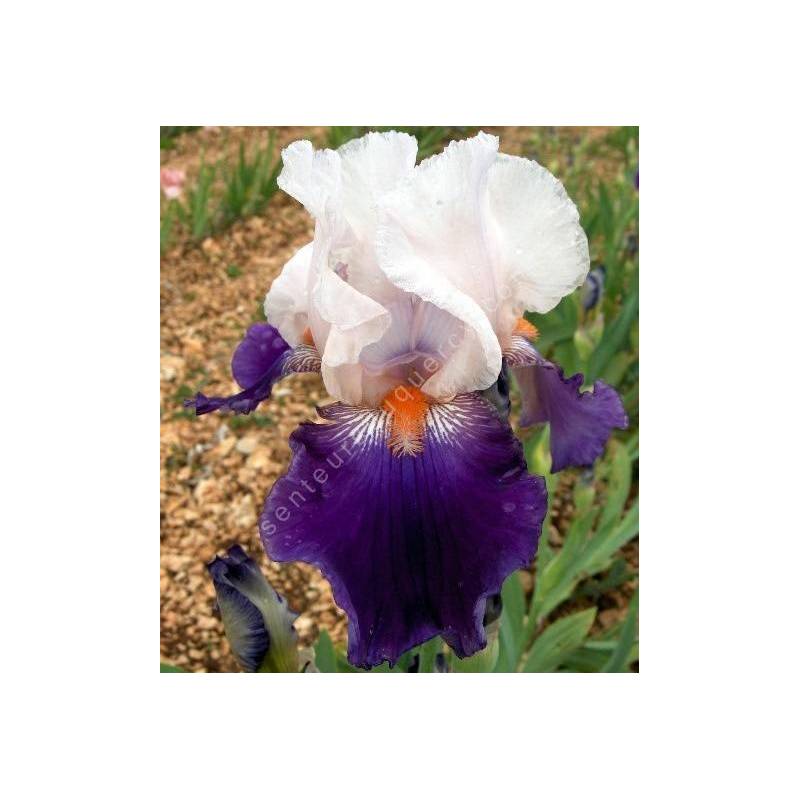 Iris 'Hortense C'