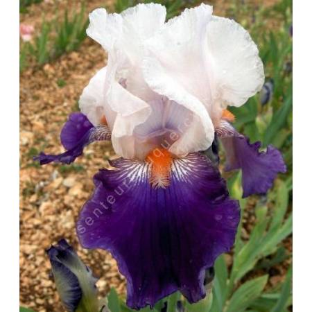 Iris 'Hortense C'