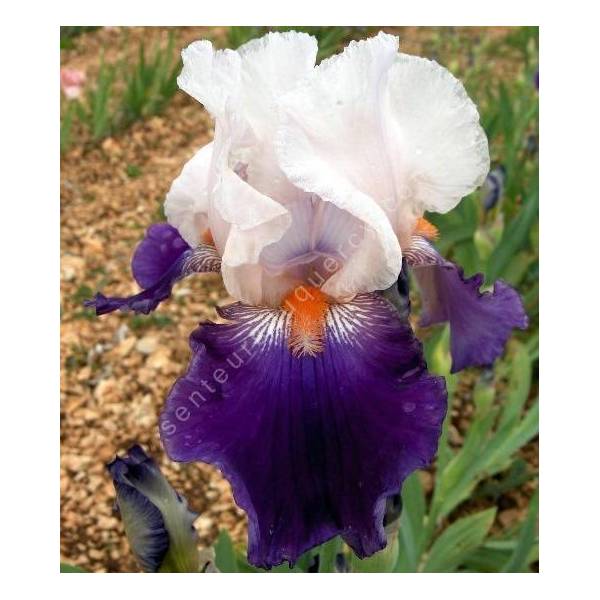 Iris 'Hortense C'