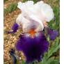 Iris 'Hortense C'