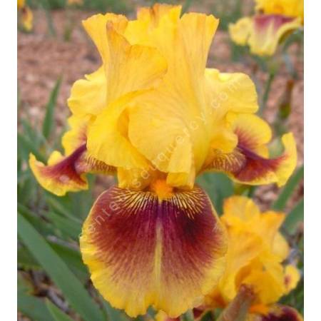 Iris 'Cerdagne'