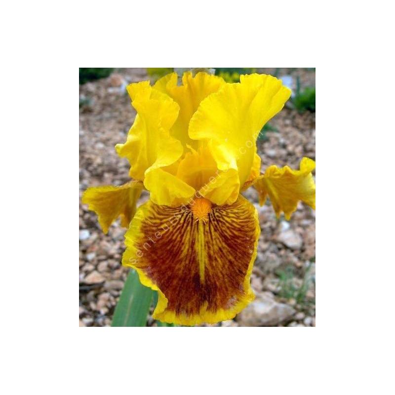 Iris 'Dazzling Gold'