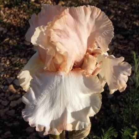 Iris 'Carmagnole'