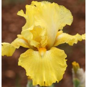 Iris 'Double Charming'