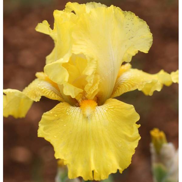 Iris 'Double Charming'