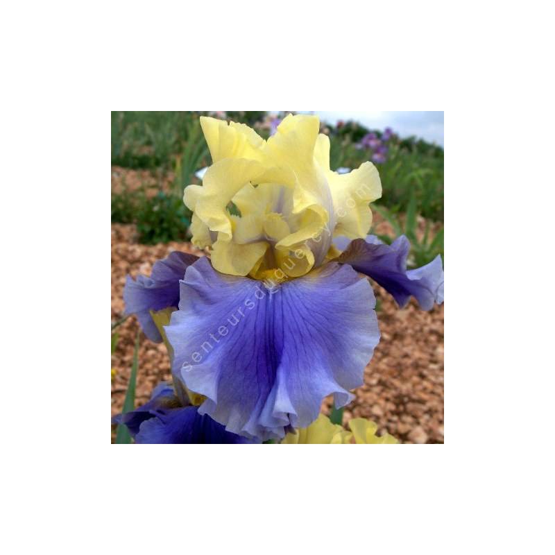 Iris 'Edith Wolford'