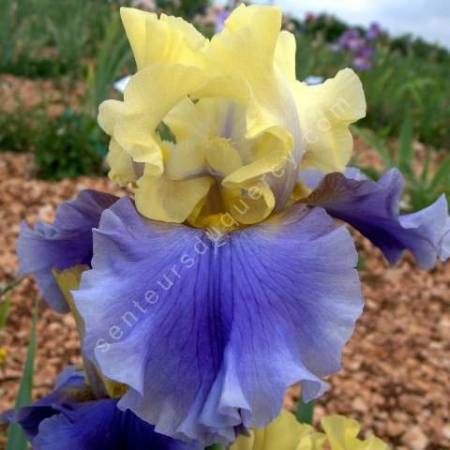 Iris 'Edith Wolford'