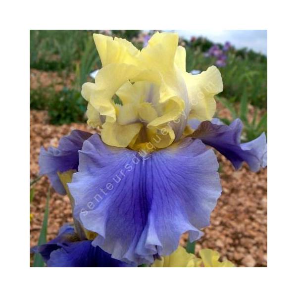 Iris 'Edith Wolford'