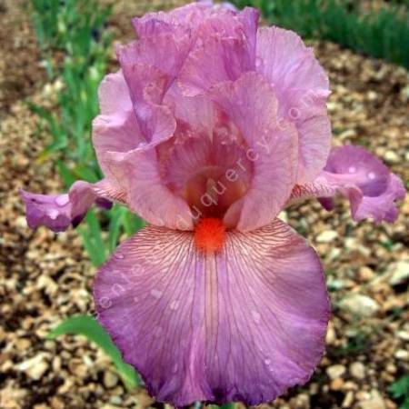 Iris 'Hélène Cayeux'