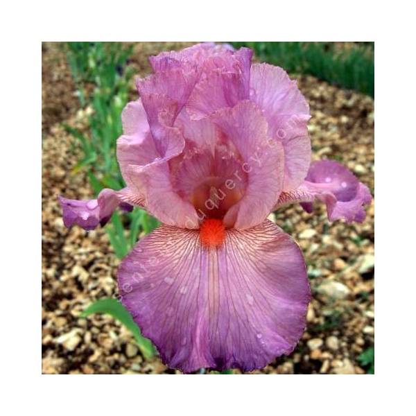 Iris 'Hélène Cayeux'